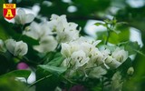 Hoa giấy bung nở khoe sắc ở Hà Nội